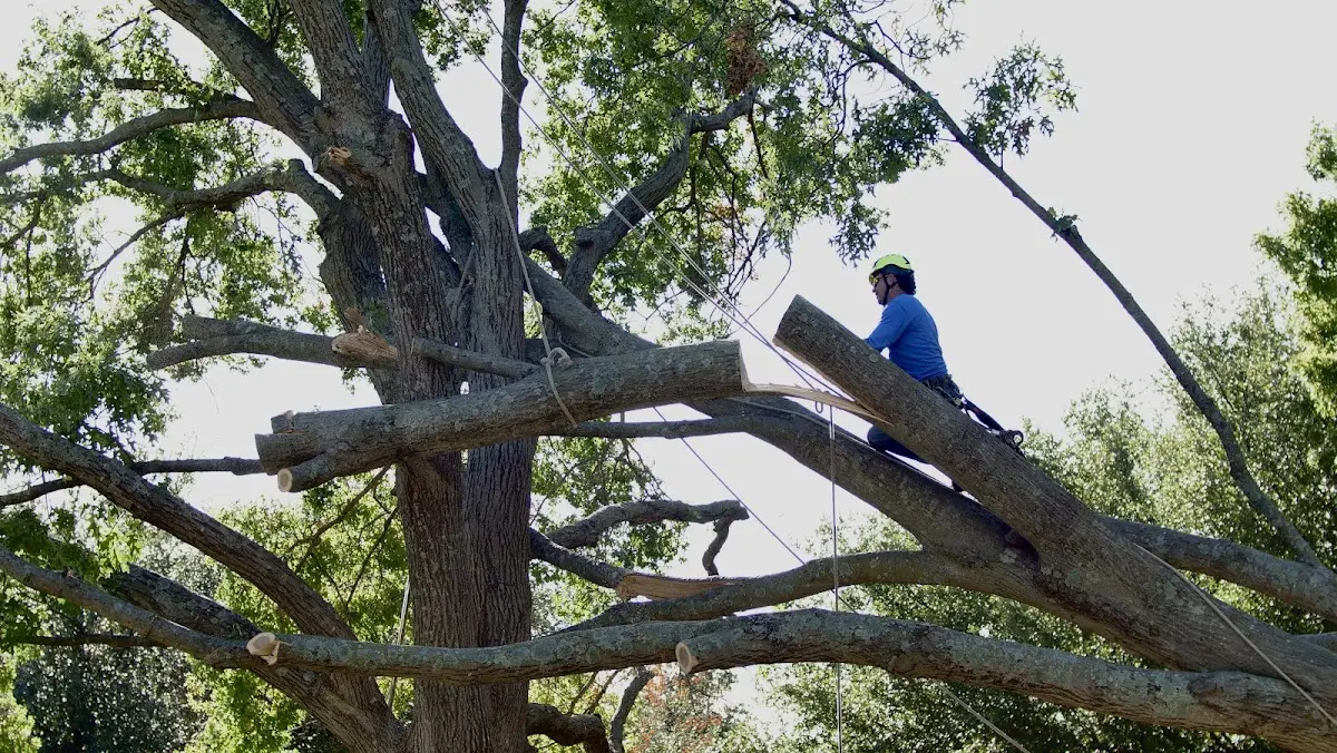 Professional Crown Thinning performed by certified arborists in Leeds