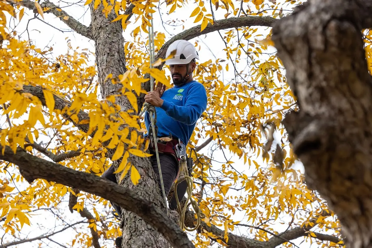 Skilled Tree Planing crew working in Leeds